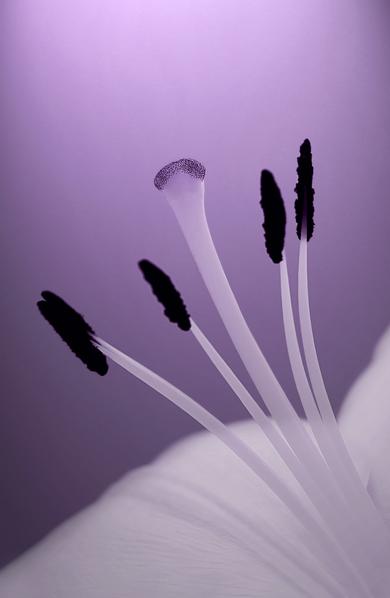 White Lily