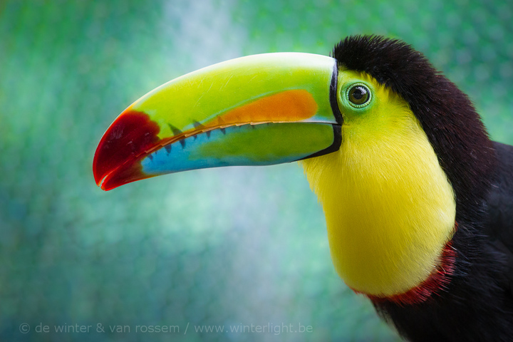 Keel-billed Toucan