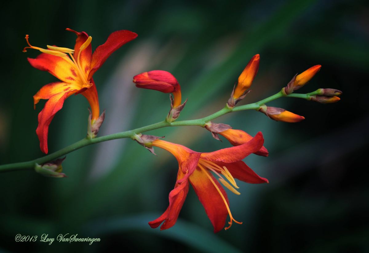Lily