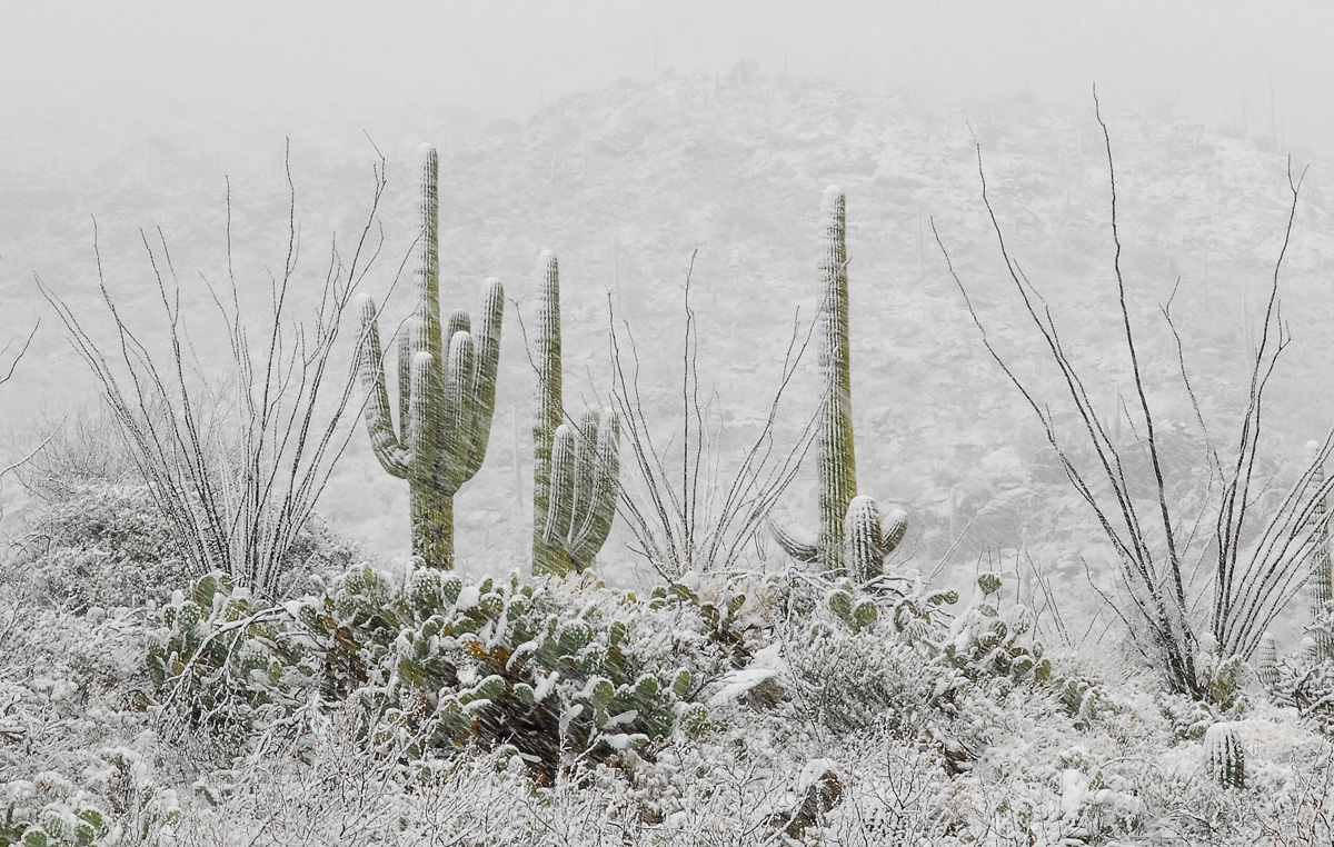 Saguaros in White +repost