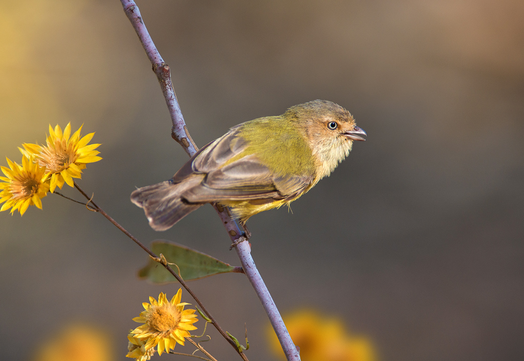 Weebill