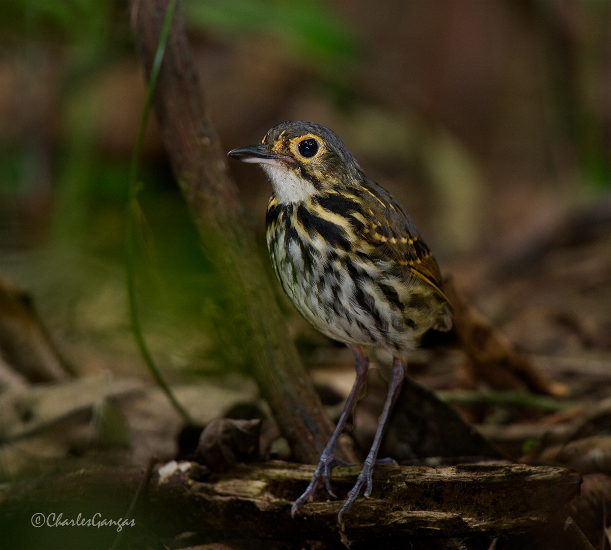 Streak-chested Antpitta