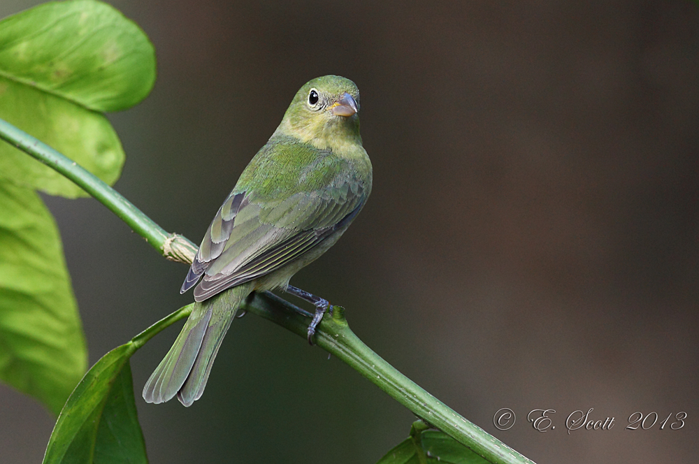 Matronly Green