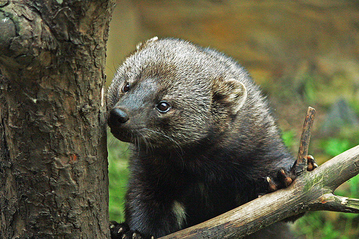 Fisher