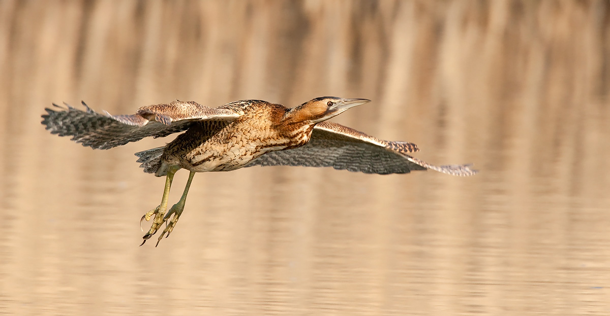 Bittern in flight