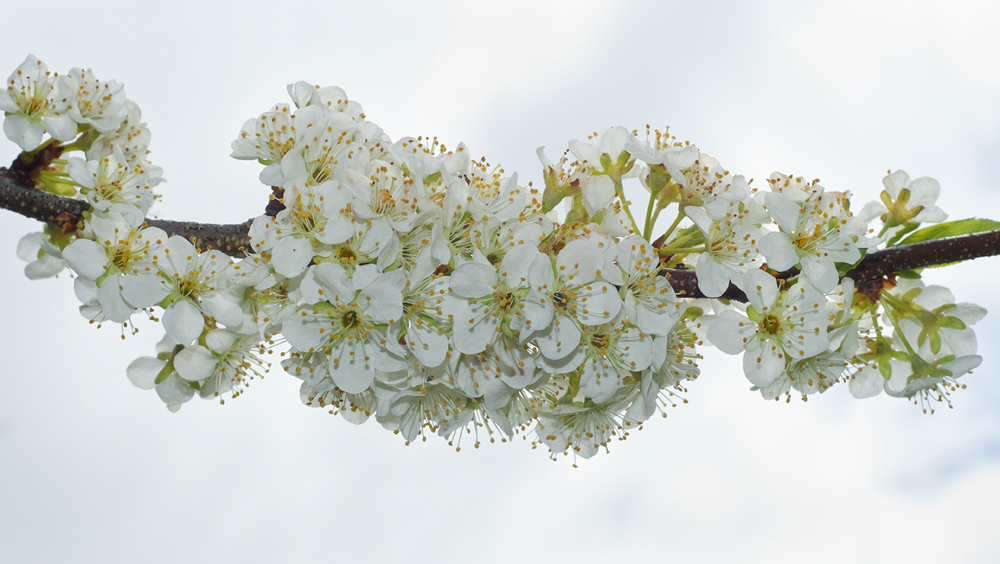 pear  blossem