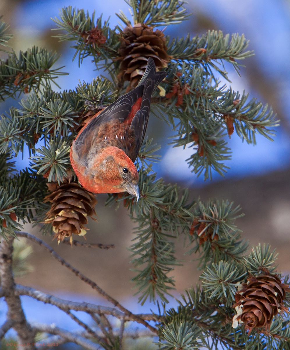 Red Crossbill