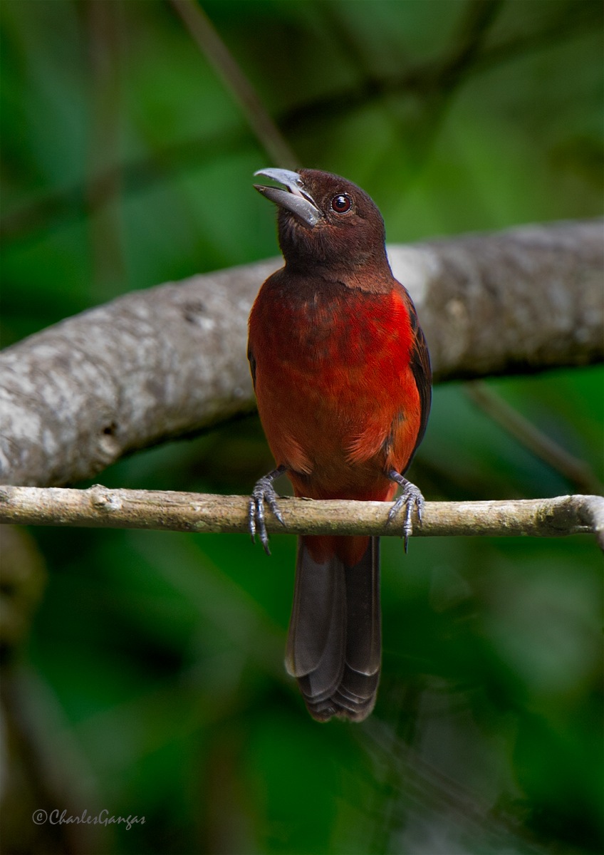 Crimson-backed Tanager