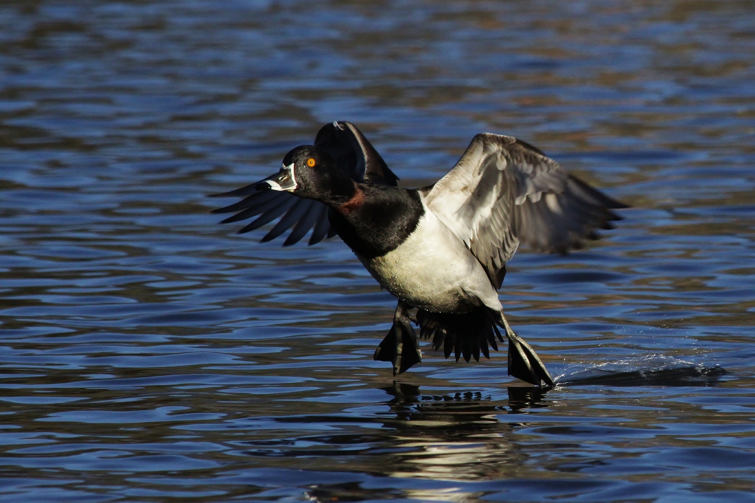 Gear Down