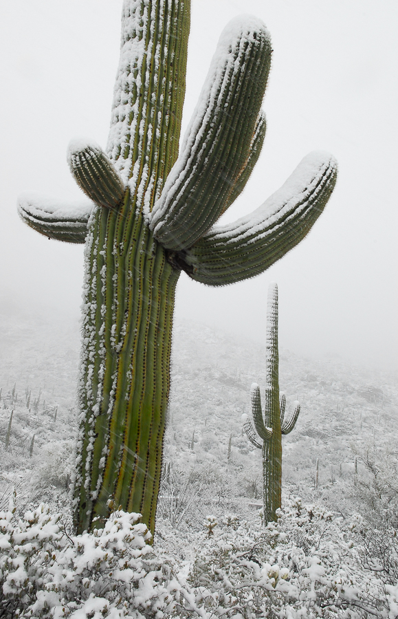 Saguaro Chill