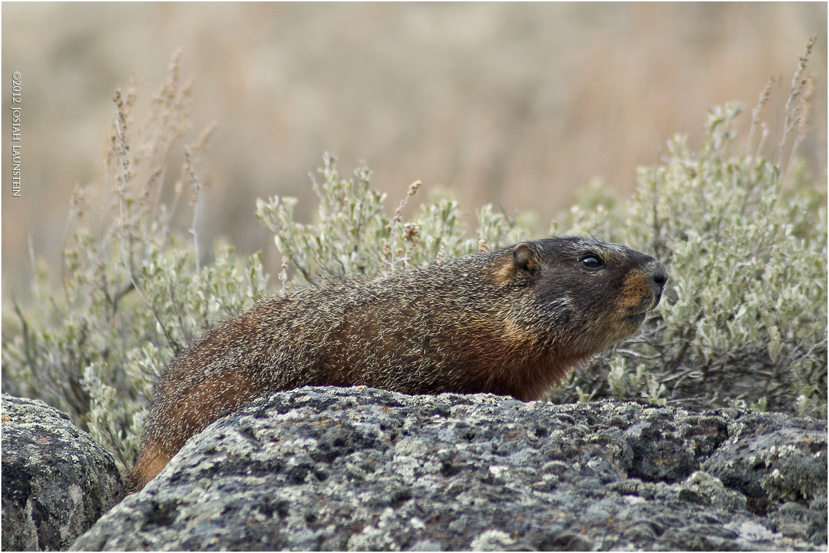 Posing Marmot