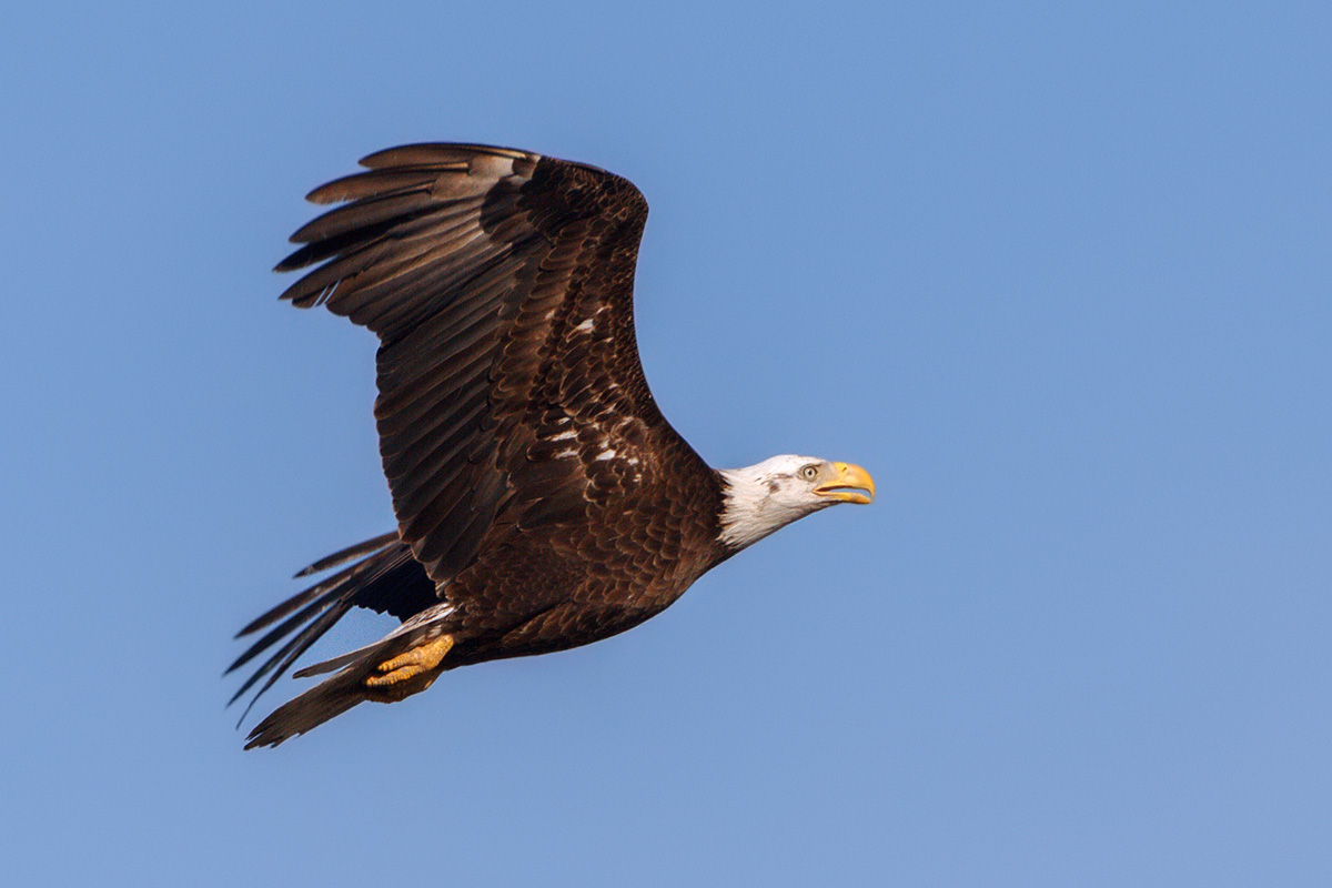 Eagle Fly By