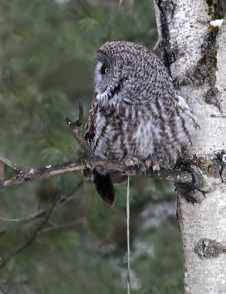 Great Gray - Behavior?