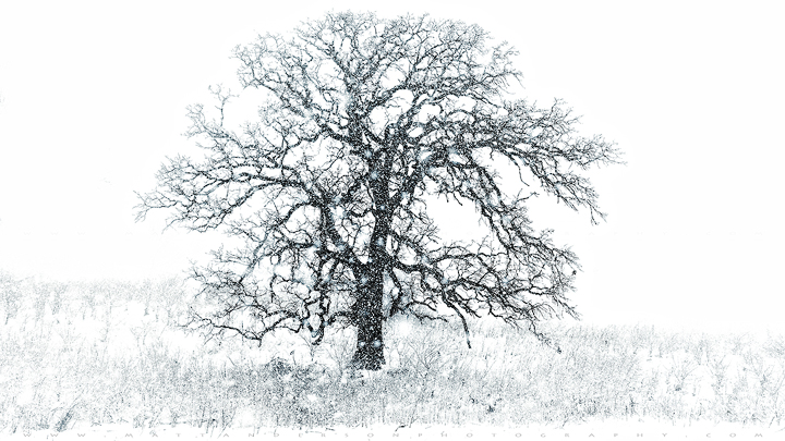Winter Tree #11
