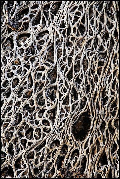 Curlicue