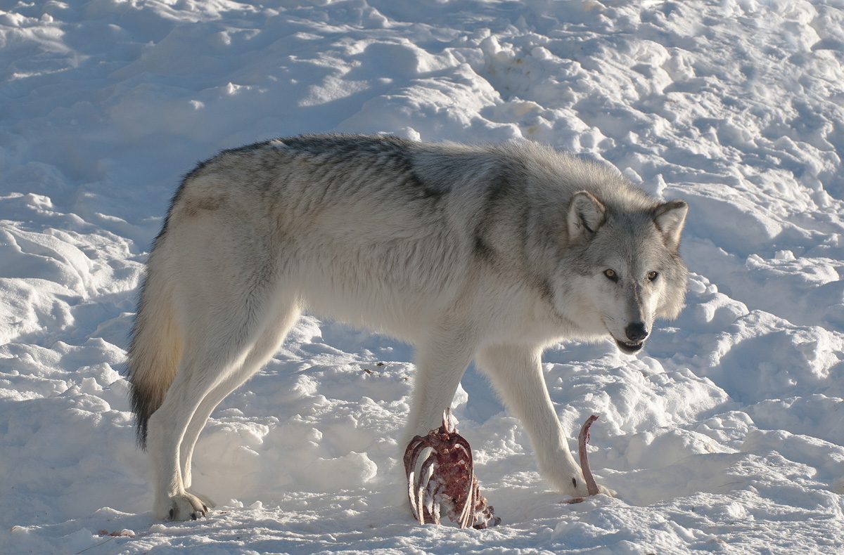 Wolf with Food  2 (C)