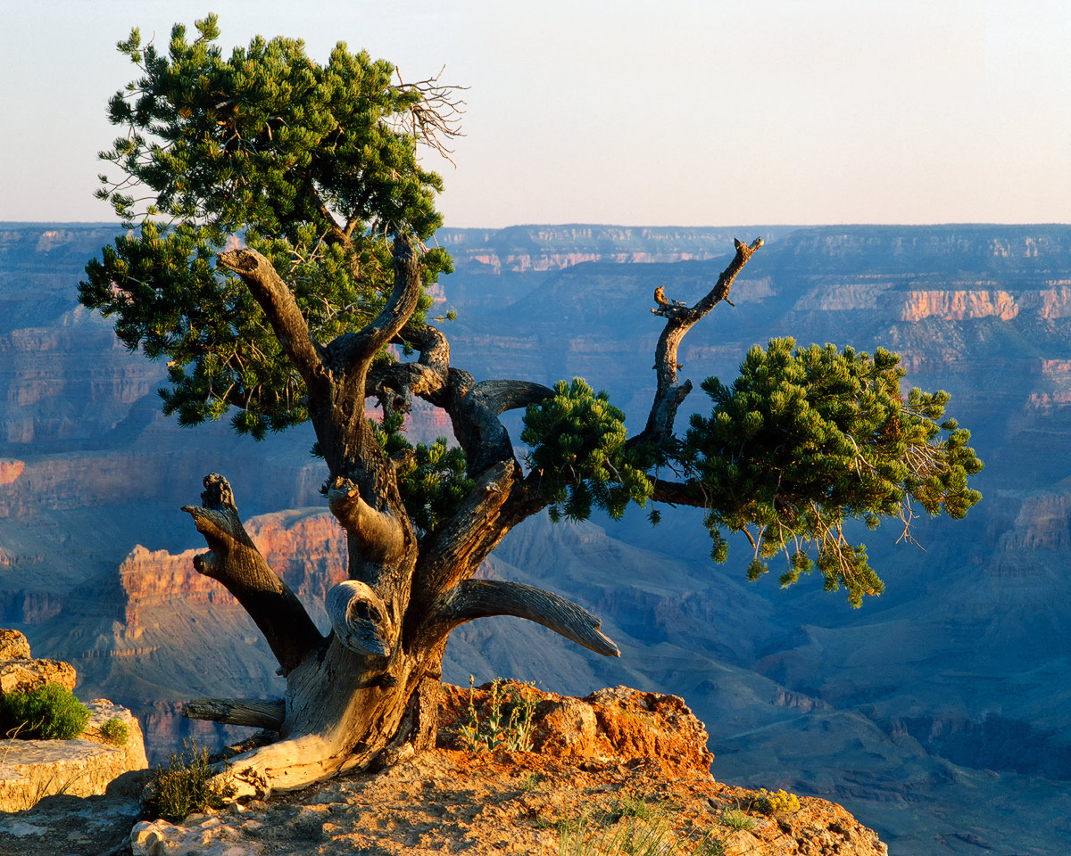 Tree of Life