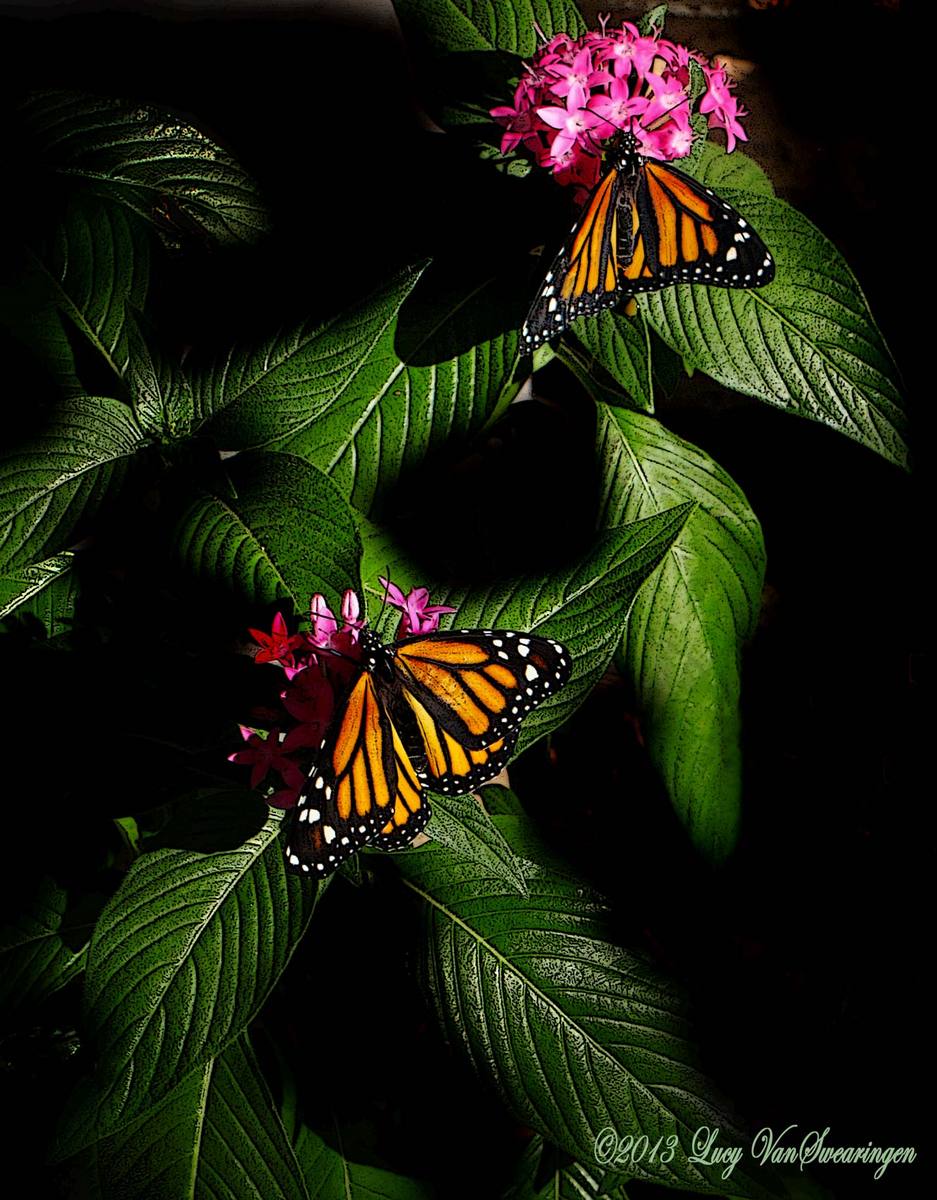 Drying Their Wings