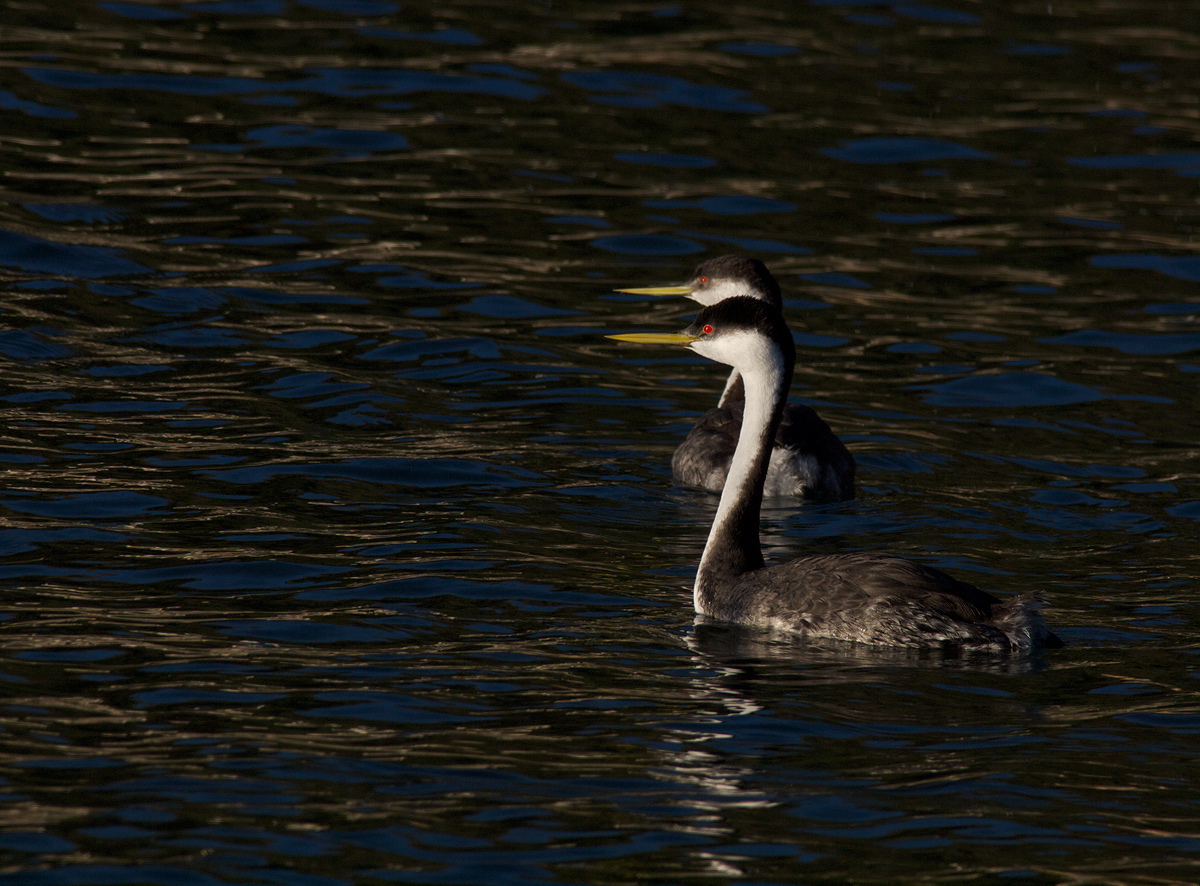 Western Grebes