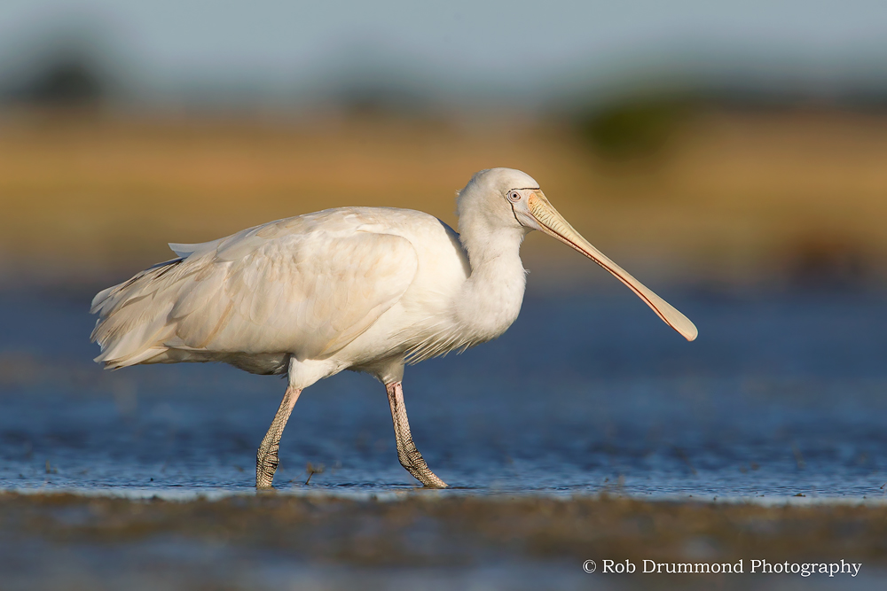 Yellow-billed Spoonbill