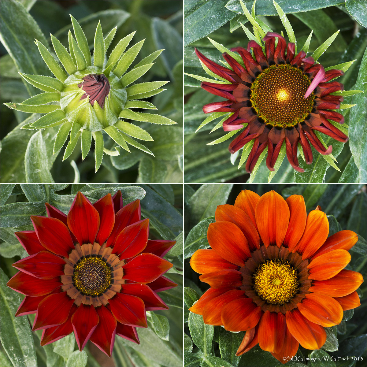 Stages
