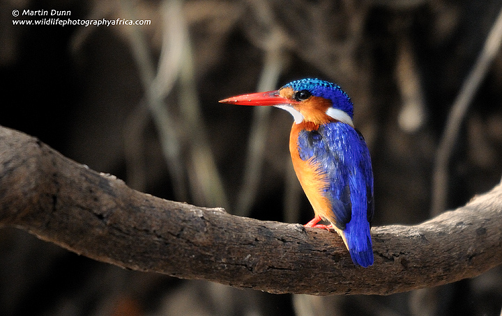 Malachite Kingfisher