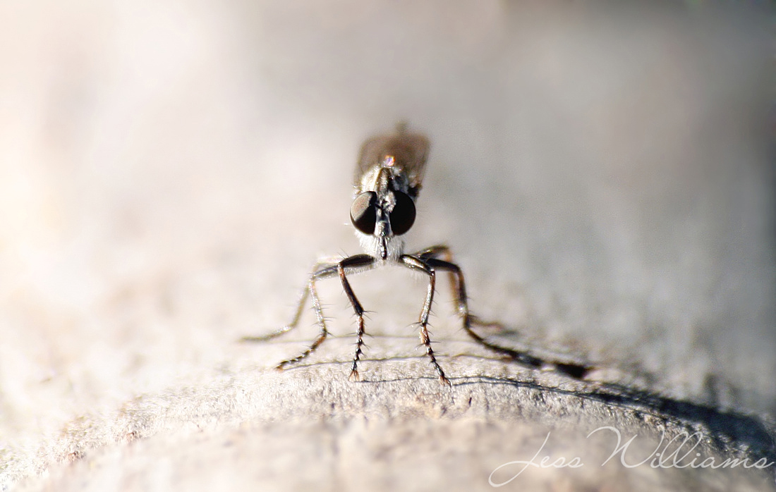 Stare Down
