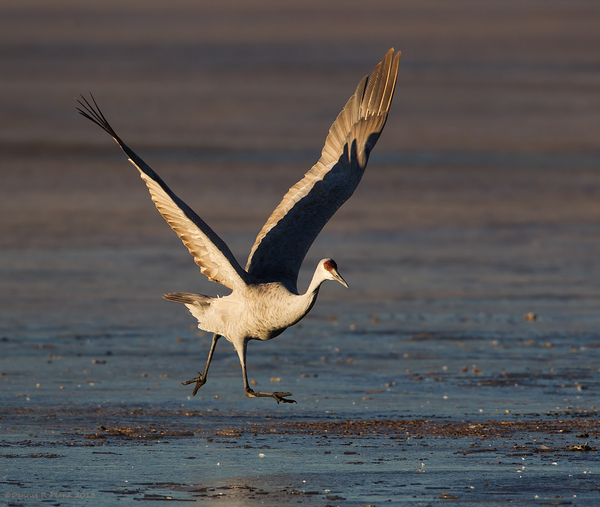 Another Sandhill Takeoff