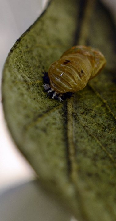 Lady bug larva on a leaf