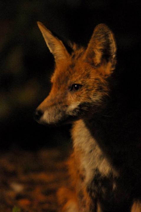 Red Fox 