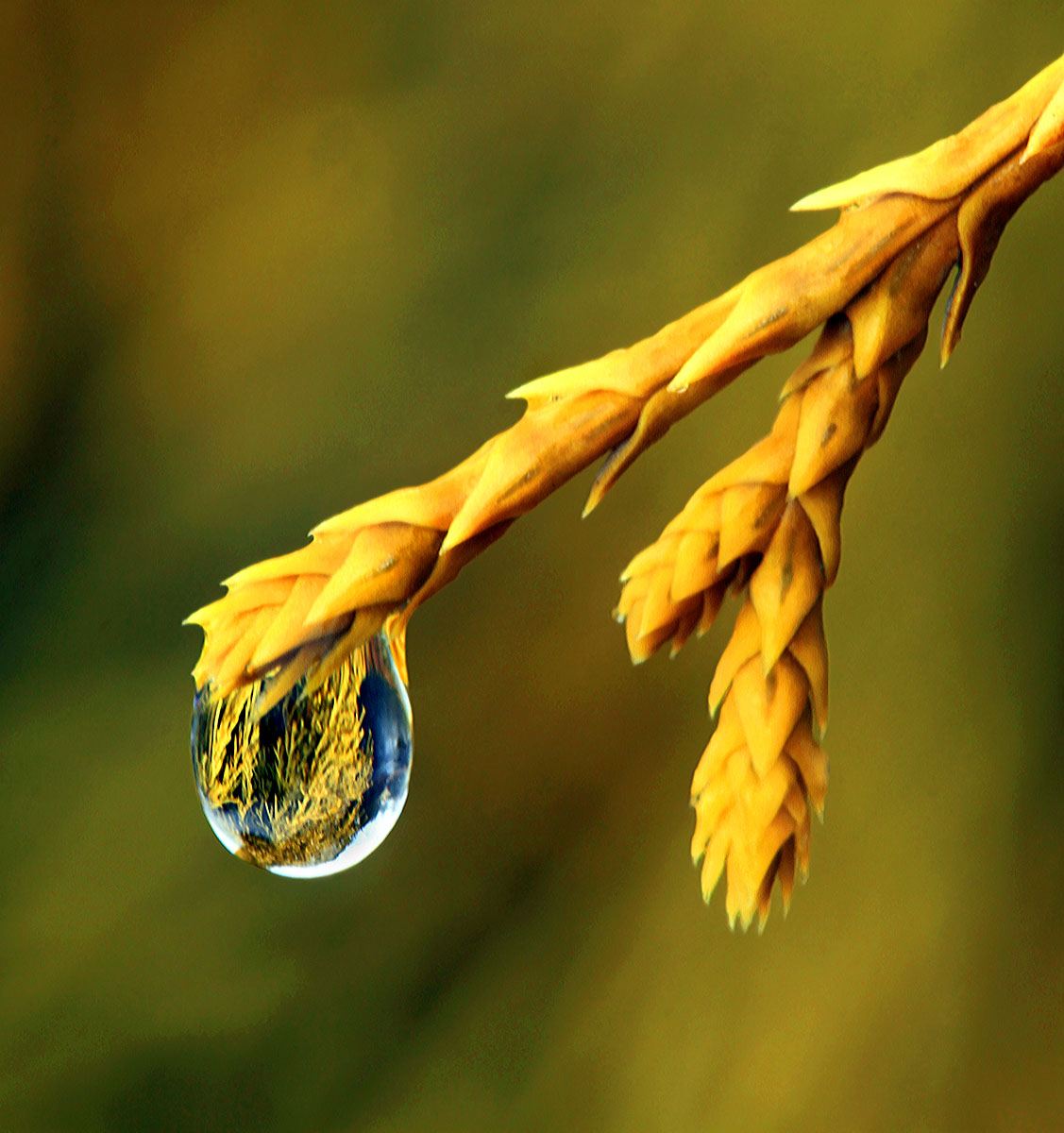 Drop of gold
