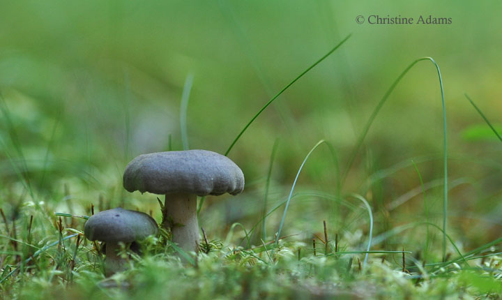 Mushrooms