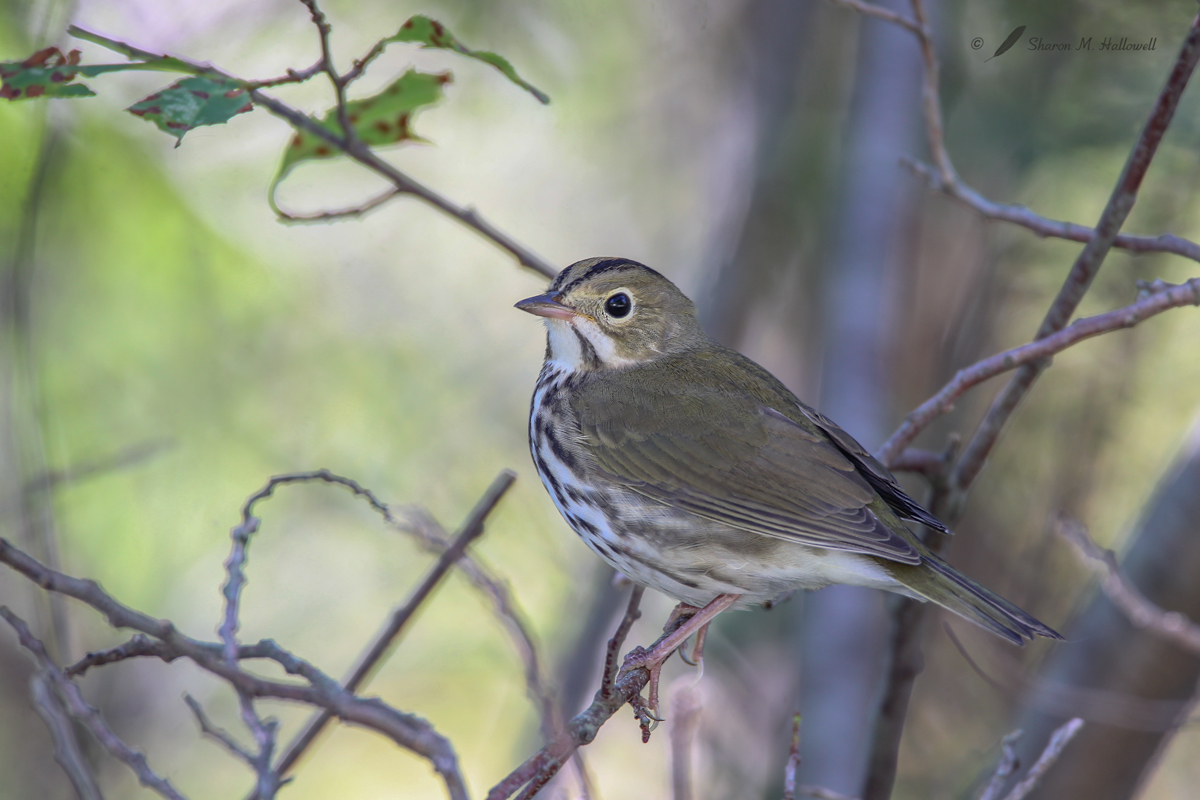 Ovenbird