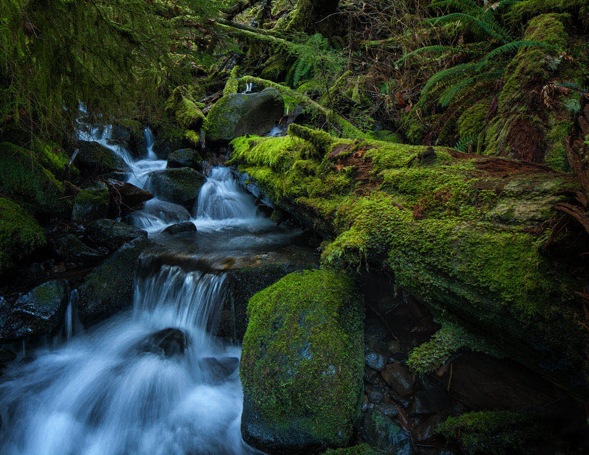 Columbia Gorge Rivulet