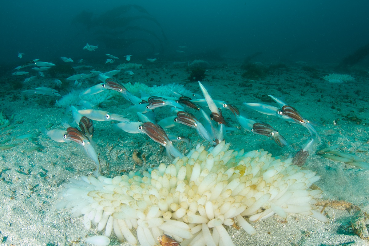 Mating Market Squid