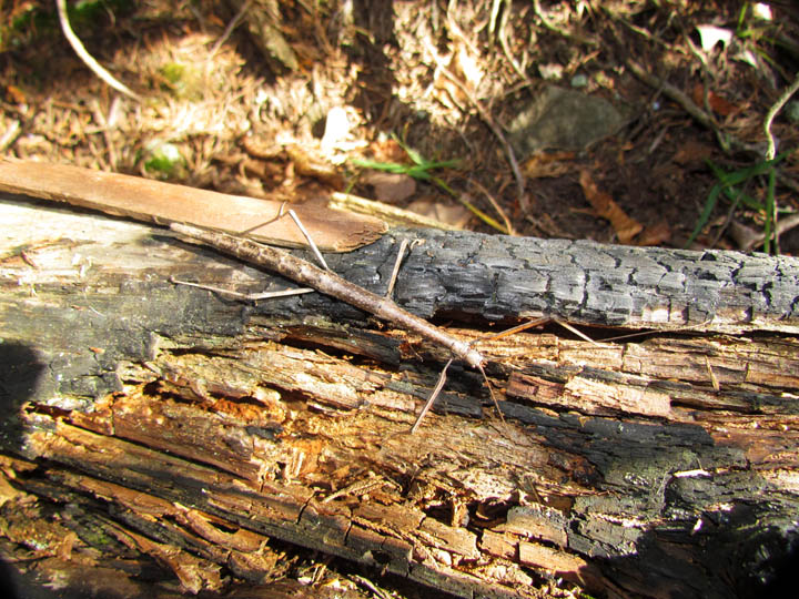 Walking Stick