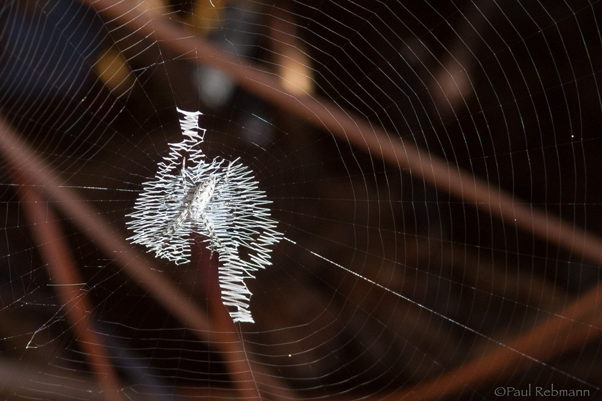 Argiope WC#573