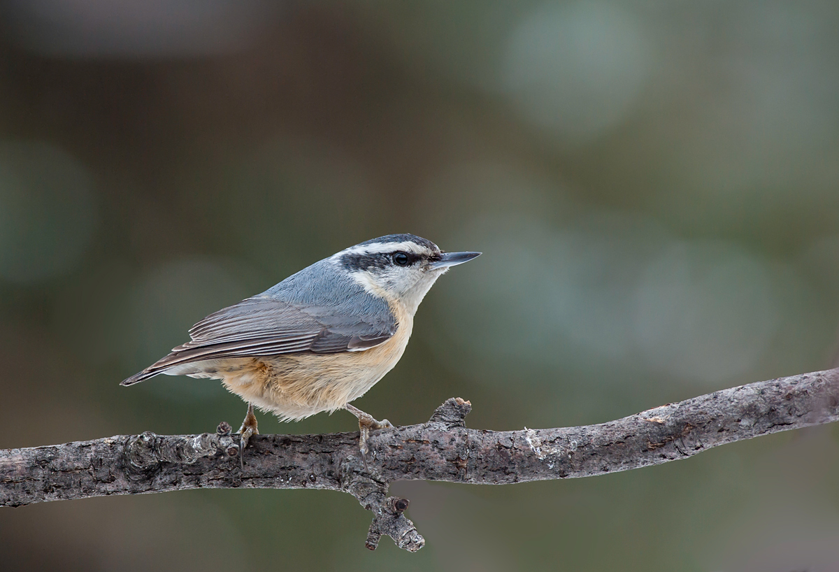 Morning Nuthatch