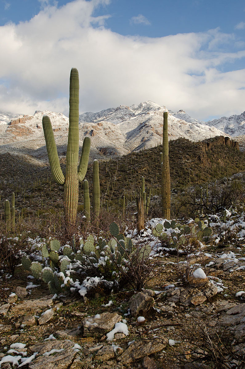 Sonoran Desert Snow