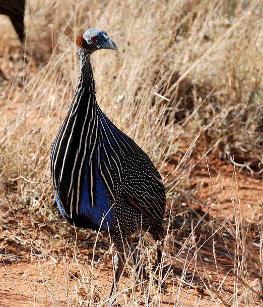 Vulturine Guinea Fowl
