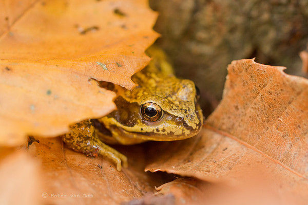 Brown Frog WC573