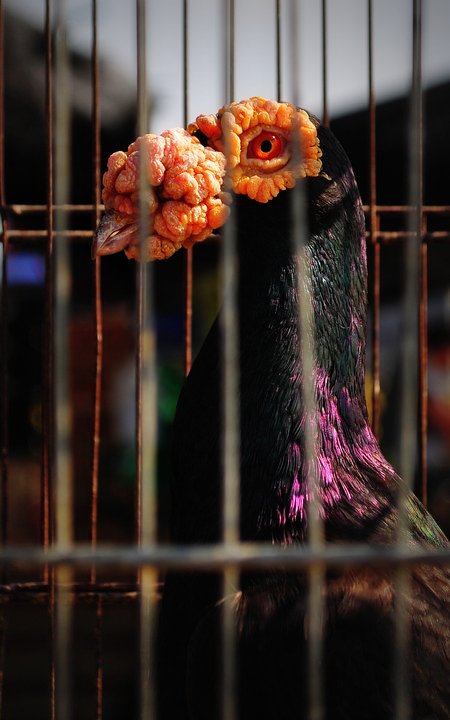 Bird Caged