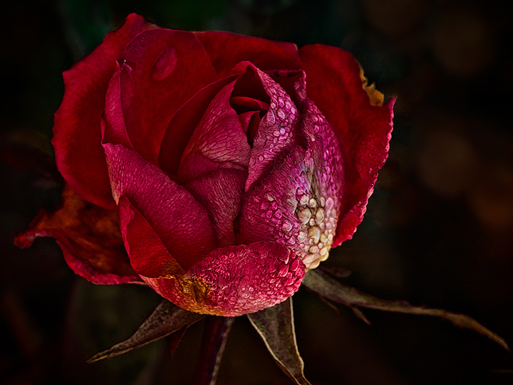 The last winter rose