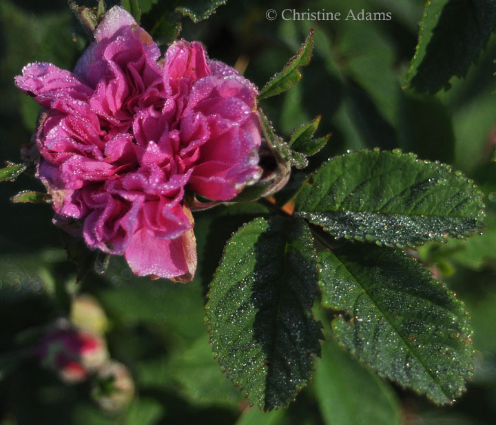 Frosted Rugosa