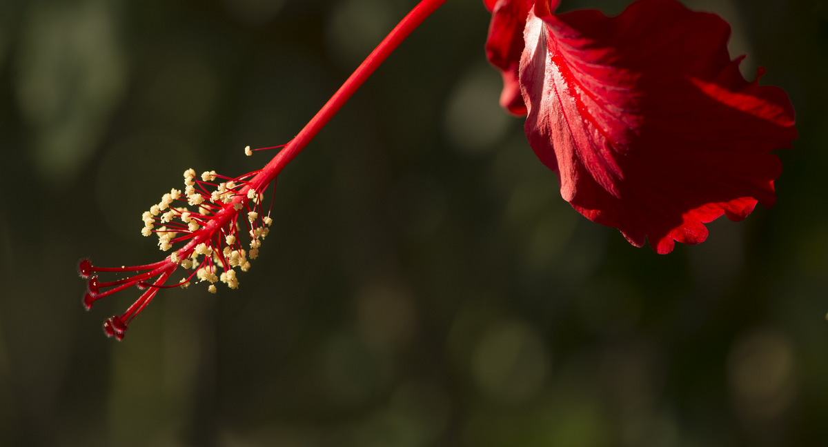 Hybiscus Stamen