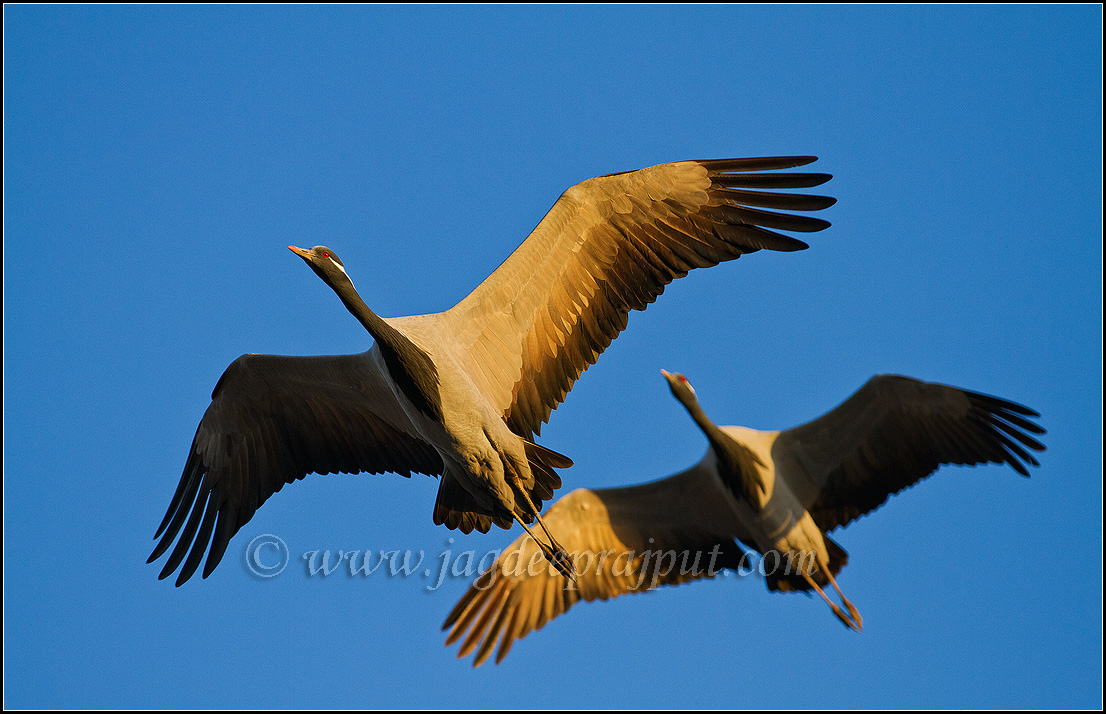 Demoiselle Cranes