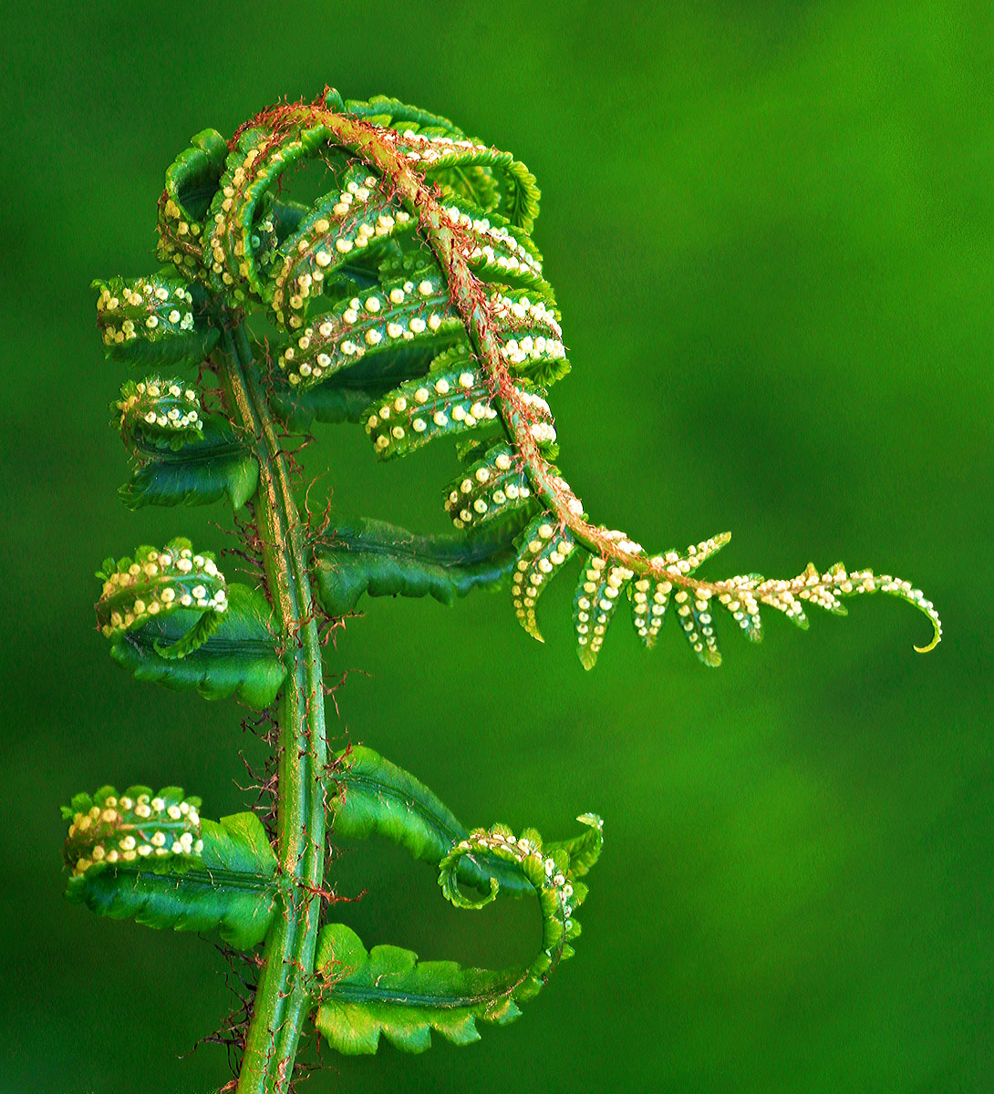 Unfurling fern frond