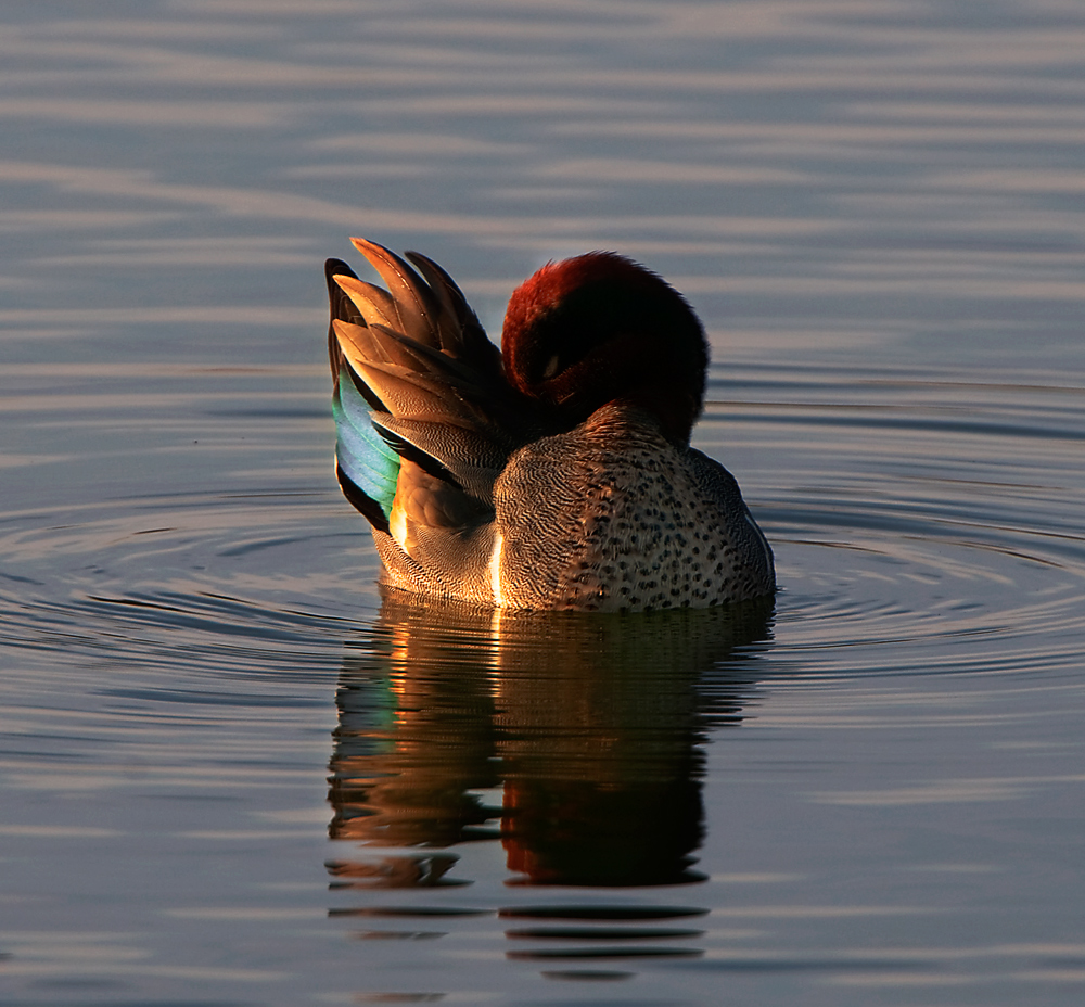 GreenWing Teal @ Sunrise