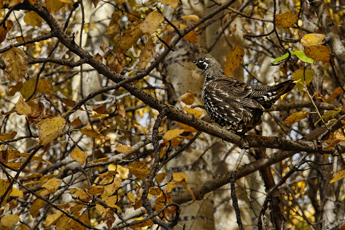 #573 Camo Spruce Grouse