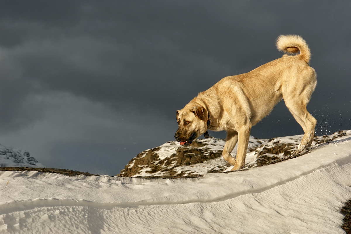 Ridge Runner